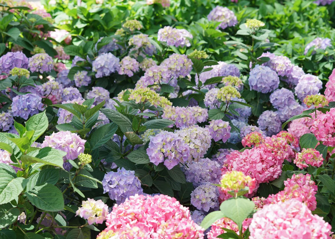 Master Your Hydrangea Garden