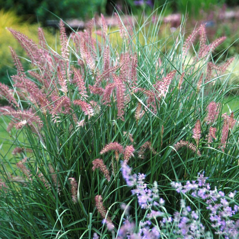 All Shrubs